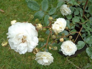 FAIRY SNOW (Patio shrub)